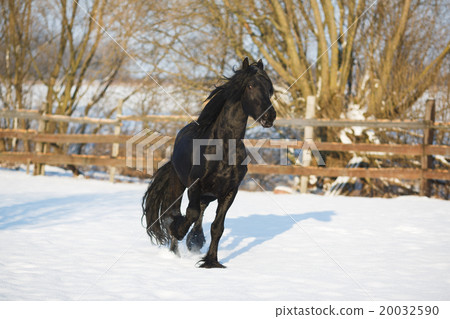 Black frisian horse in winter Black frisian horse in winter 20032590