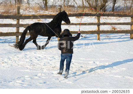 Man dressage black frisian horse Man dressage black frisian horse 20032635