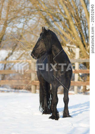 Black frisian horse in winter Black frisian horse in winter 20032640