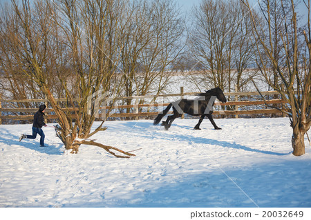 Man dressage black frisian horse 20032649