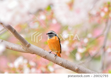 Giubitaki and cherry blossoms 20032793