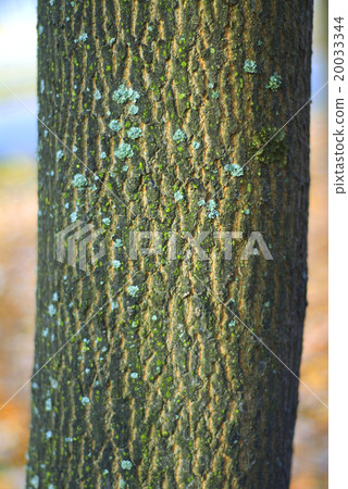 bark of tree 20033344