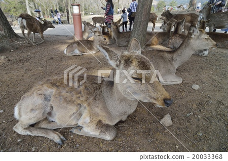 A fawn in Nara Park A fawn in Nara Park 20033368