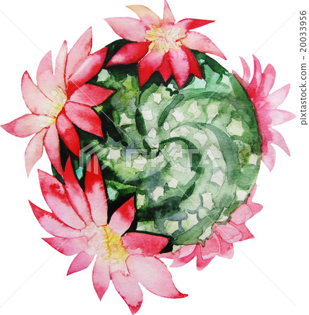 Watercolor flowering cactus  20033956