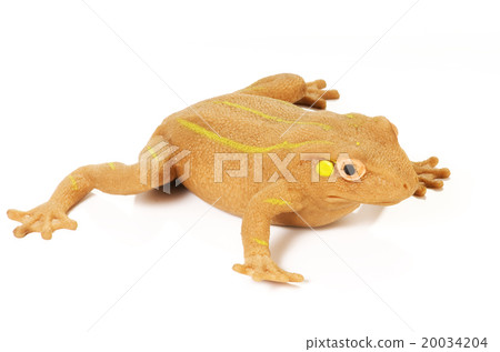 frog on white 20034204