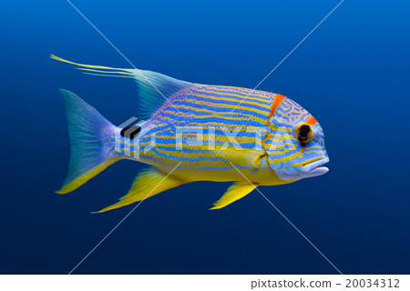 Sailfin snapper 20034312