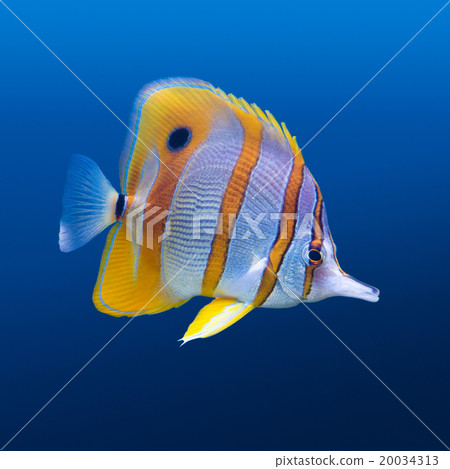 Copperband butterfly fish Copperband butterfly fish 20034313