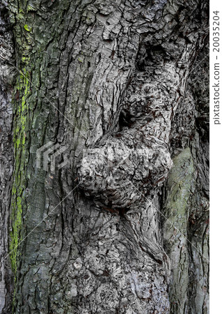 Texture of ancient tree bark Texture of ancient tree bark 20035204