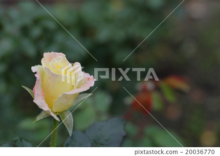 夏季時尚·玫瑰花朵和雨滴 夏季時尚·玫瑰花朵和雨滴 20036770