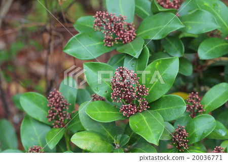 Miyamashikimi的花蕾 20036771