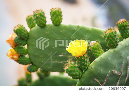 flower of Prickly Pear (Chollas) cactus 20036907