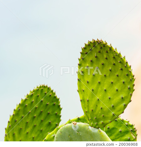Prickly Pear (Chollas) cactus 20036908