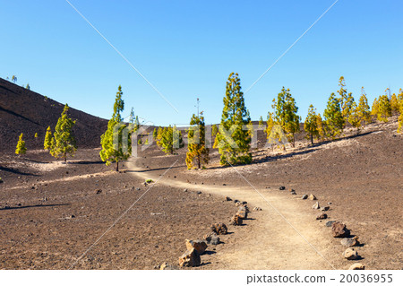 El Teide National Park, Tenerife, Spain El Teide National Park, Tenerife, Spain 20036955