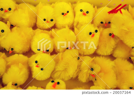 Easter chickens background 20037164