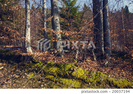 Beautiful autumn scene in the forest Beautiful autumn scene in the forest 20037194