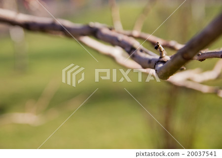 Sunny abstract green nature background, selective 20037541