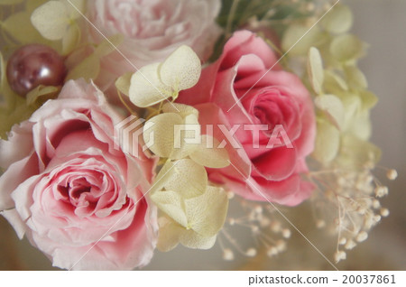 暴雪花 20037861