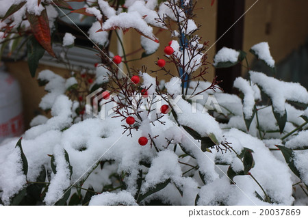 南方的天空在雪地裡 南方的天空在雪地裡 20037869