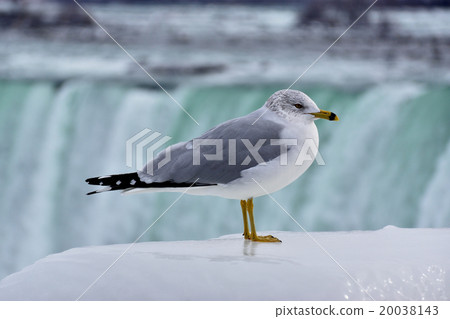 海鷗尼亞加拉大瀑布 20038143