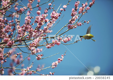 梅花和梅佐 20038145