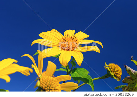 Flower Flower 20038269