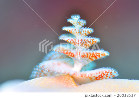 大旋鰓蟲 20038537