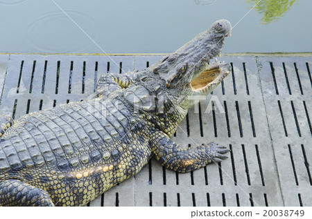Crocodile in Thailand Farm 20038749