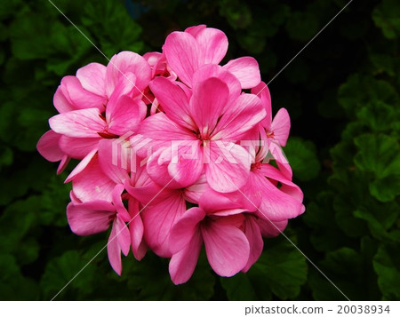 Geranium has flower language such as "You have happiness". Ideal for gifts for lovers. 20038934