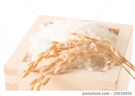 米飯和穗飯 米飯和穗飯 20038959