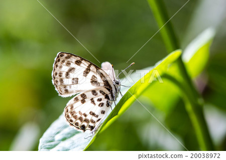 cute little butterfly on green leaf cute little butterfly on green leaf 20038972