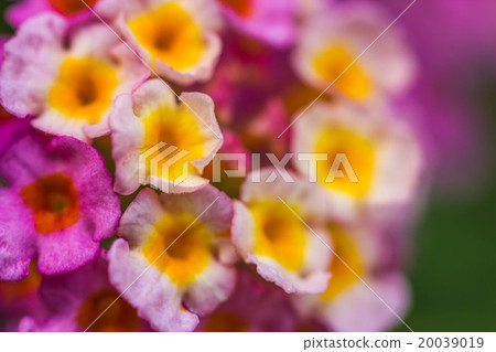 pink lantana flower close-up background 20039019