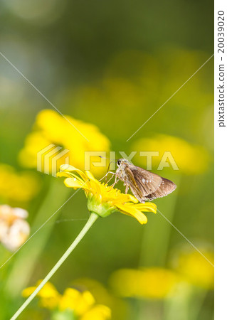 borbo cinnara (Hesperiidae) Butterfly 0n flower borbo cinnara (Hesperiidae) Butterfly 0n flower 20039020