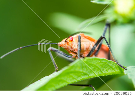 Red bug on green leaf 20039035