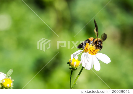 Little bee on flower 20039041