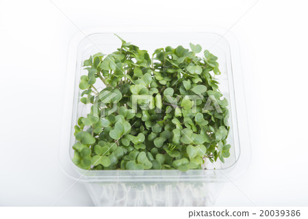 西蘭花發芽包 20039386