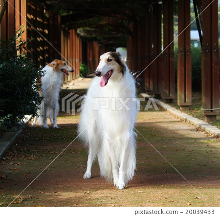 Borzoi Borzoi 20039433