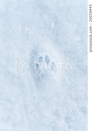 雪貓的足跡 雪貓的足跡 20039445
