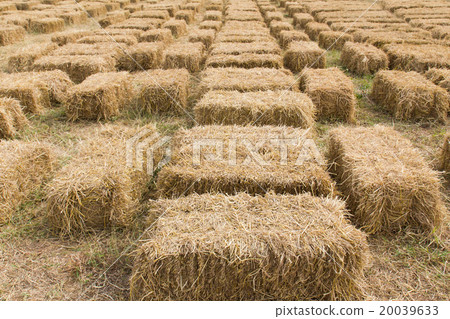 Field with bales of hay Field with bales of hay 20039633