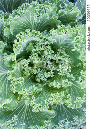 Fresh Cabbage (brassica oleracea) Fresh Cabbage (brassica oleracea) 20039635