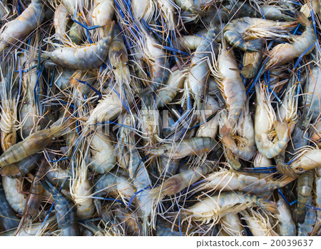 Fresh prawn Fresh prawn 20039637