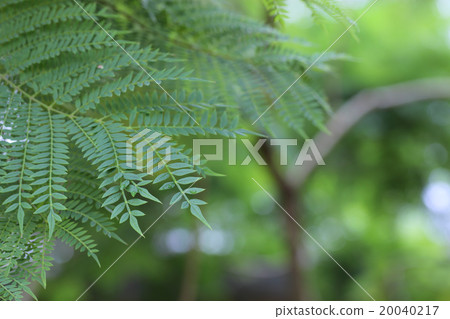 Jacaranda leaves and rain drops 20040217