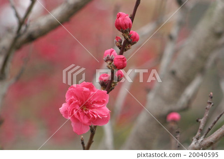 Nozomi Hagoromoto (Tolutoron Hagoromo, Peach) Part 1. Peach blossom 20040595