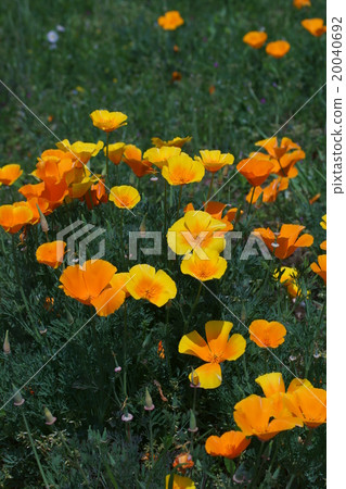 It is called Hanabishi grass California poppy. 20040692