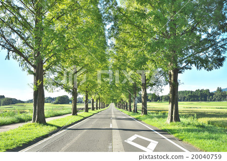 水杉樹在早期的秋天 水杉樹在早期的秋天 20040759