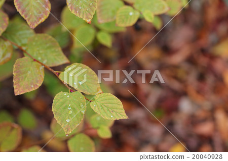 Leaves of rainbow trout and leaves of rain Leaves of rainbow trout and leaves of rain 20040928