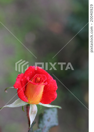 超級紅色目標·玫瑰花蕾和雨滴 20040929