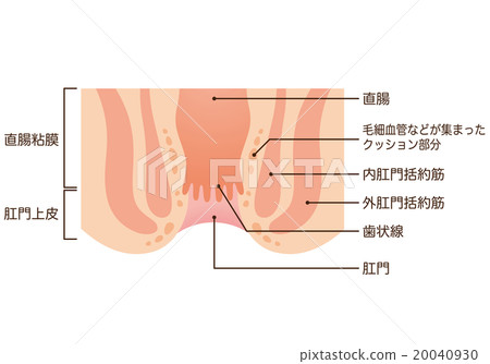 肛門截面圖 肛門截面圖 20040930
