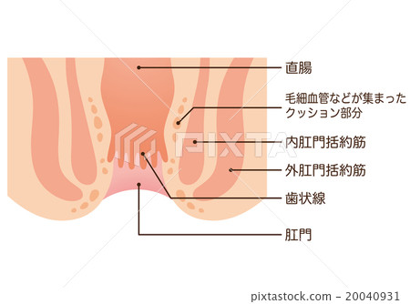 Anal sectional view Anal sectional view 20040931