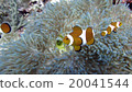 Anemone fish 20041544
