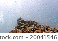 Fish school 20041546